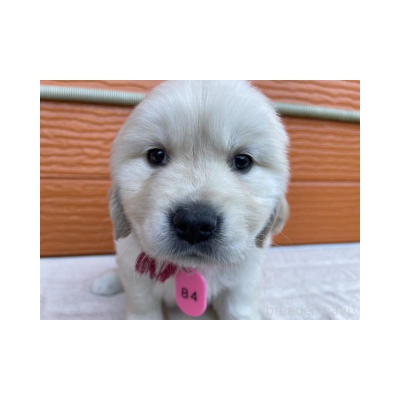 販売中の茨城県のゴールデンレトリーバー-433713の1枚目