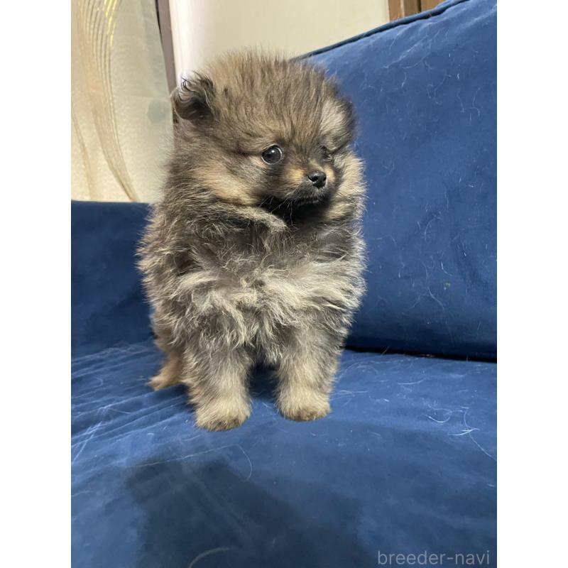 販売中の岐阜県のポメラニアン-433714の4枚目