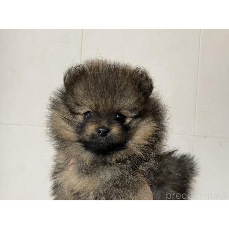 販売中の岐阜県のポメラニアン-433714の3枚目