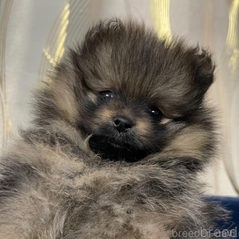 販売中の岐阜県のポメラニアン-433714の1枚目