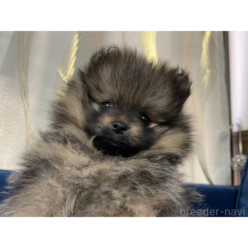 販売中の岐阜県のポメラニアン-433714の2枚目
