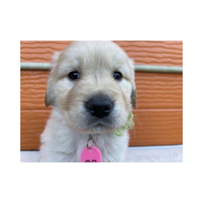 販売中の茨城県のゴールデンレトリーバー-433716の8枚目