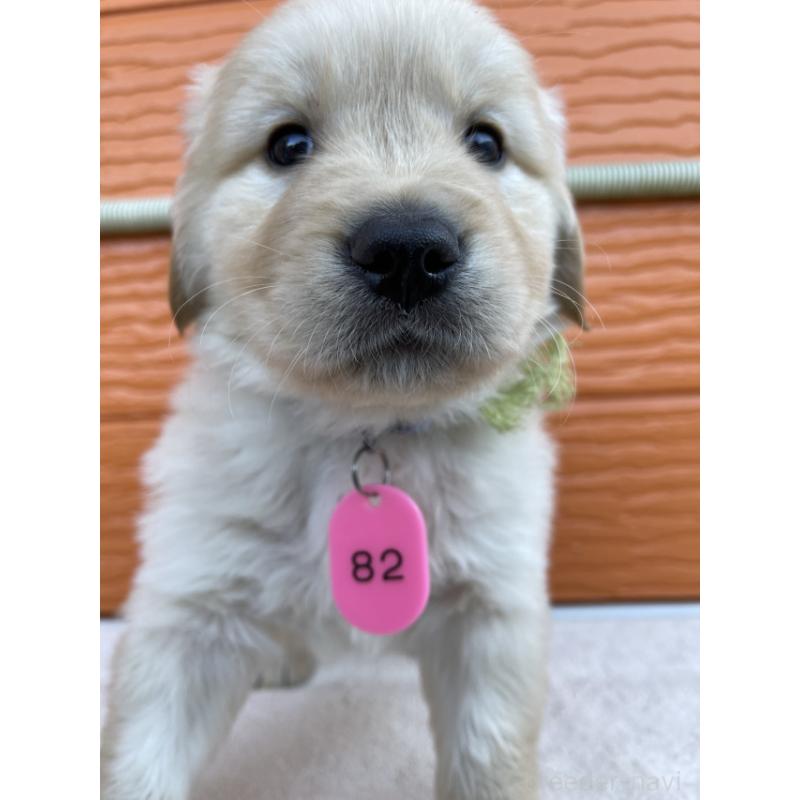 販売中の茨城県のゴールデンレトリーバー-433716の7枚目