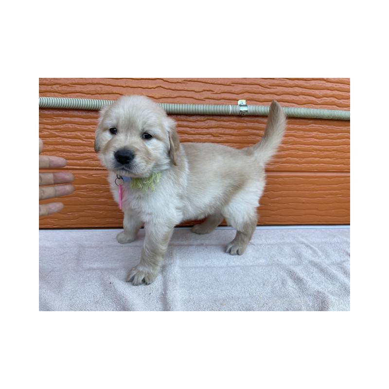 販売中の茨城県のゴールデンレトリーバー-433716の6枚目