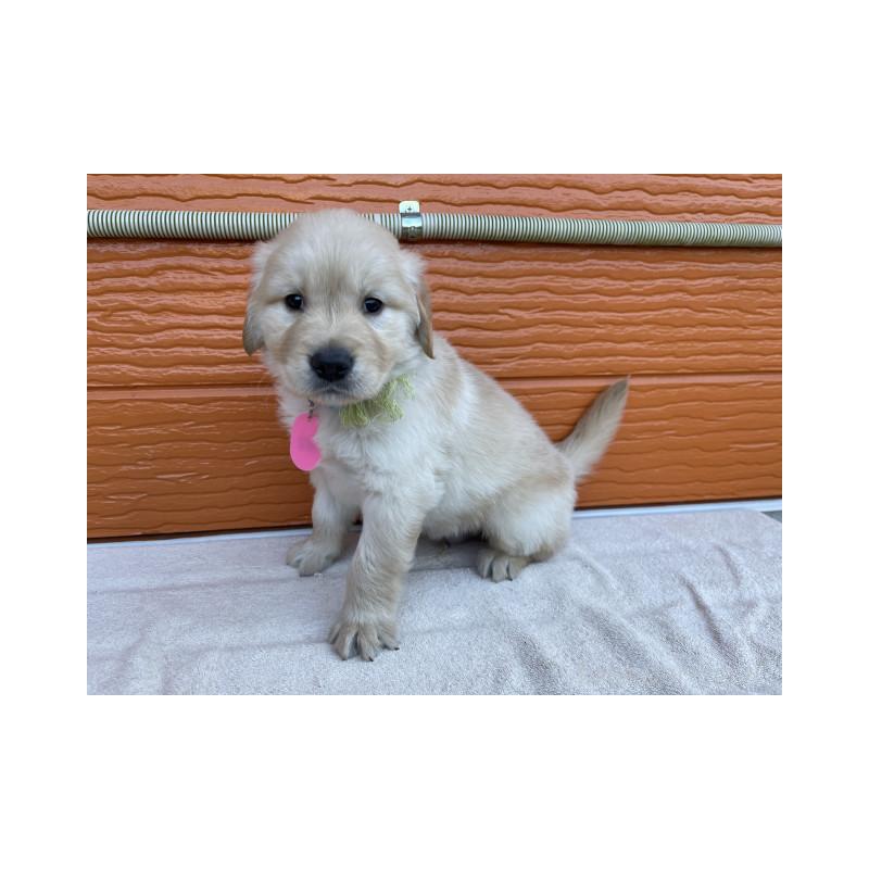 販売中の茨城県のゴールデンレトリーバー-433716の5枚目