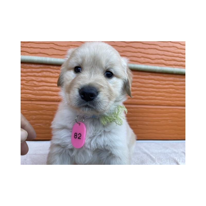 販売中の茨城県のゴールデンレトリーバー-433716の4枚目