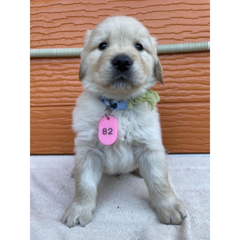 販売中の茨城県のゴールデンレトリーバー-433716の3枚目