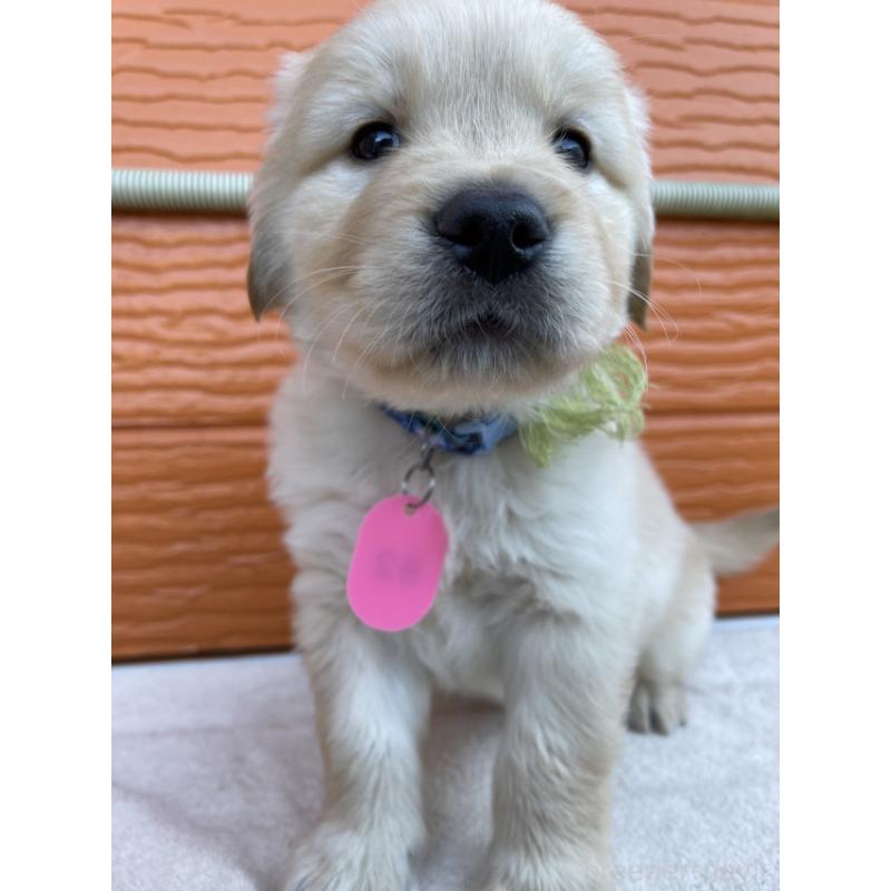 販売中の茨城県のゴールデンレトリーバー-433716の2枚目