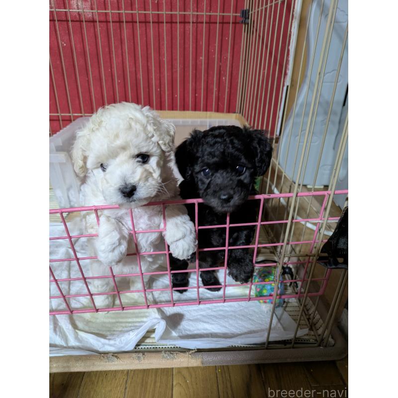 販売中の千葉県のビションプー:ビションフリーゼ×トイプードル-433717の2枚目