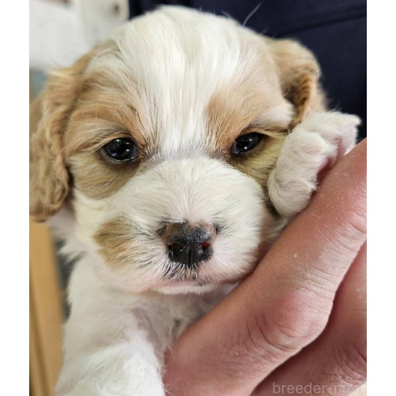 販売中の福島県のキャバマル:キャバリア×マルチーズ-433718の5枚目