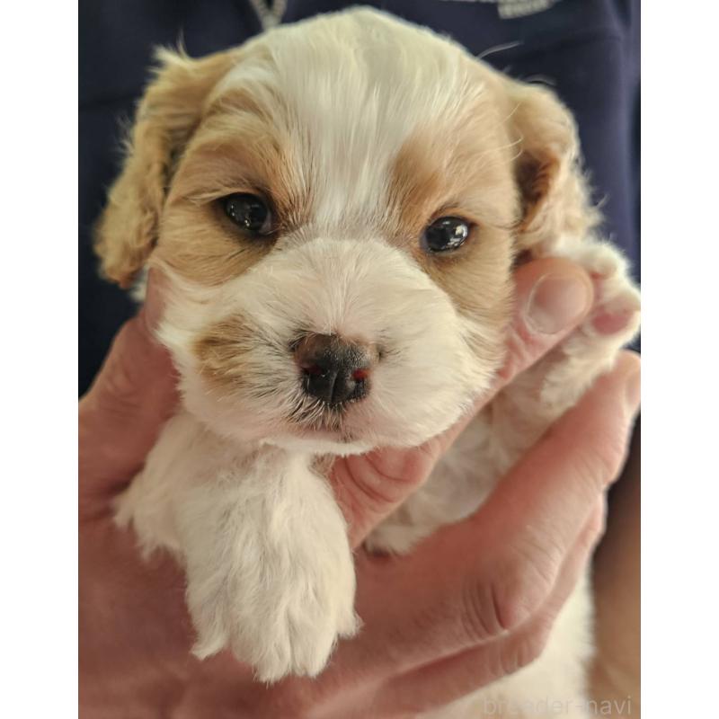 販売中の福島県のキャバマル:キャバリア×マルチーズ-433718の4枚目