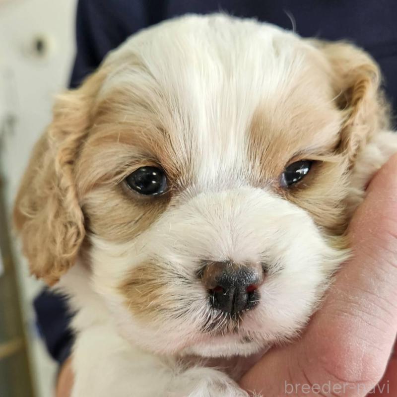 販売中の福島県のキャバマル:キャバリア×マルチーズ-433718の1枚目