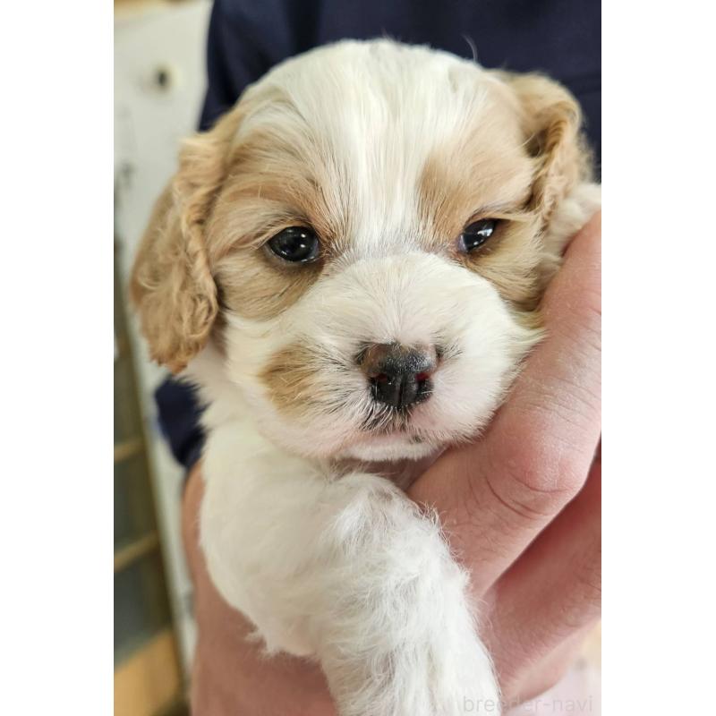 販売中の福島県のキャバマル:キャバリア×マルチーズ-433718の2枚目