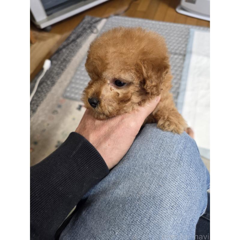 販売中の埼玉県のティーカッププードル-433721の16枚目