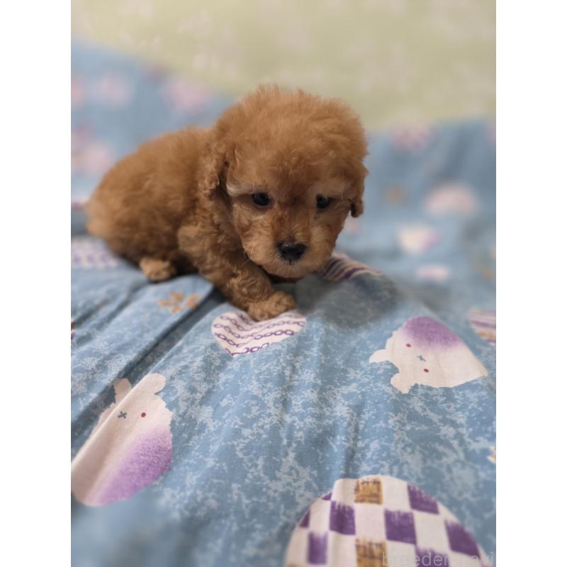 販売中の埼玉県のティーカッププードル-433721の14枚目