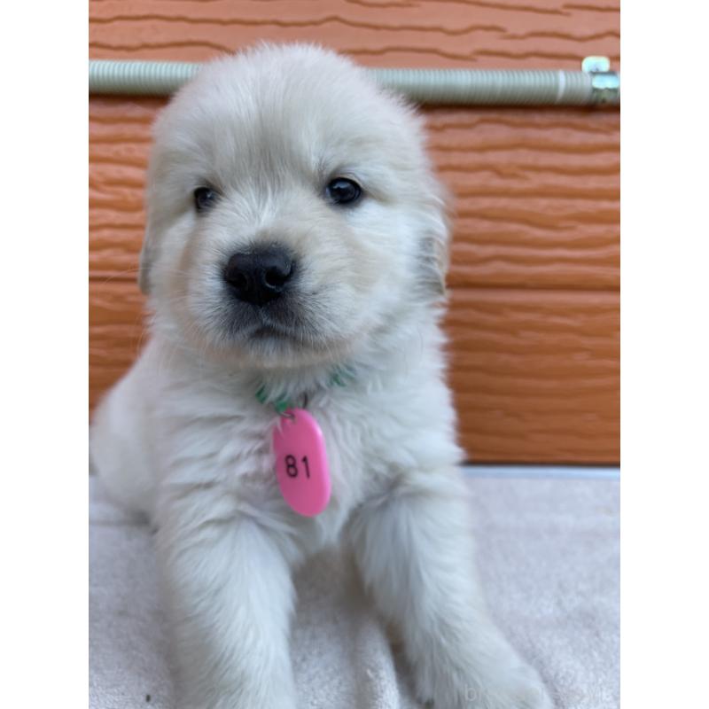 販売中の茨城県のゴールデンレトリーバー-433720の8枚目