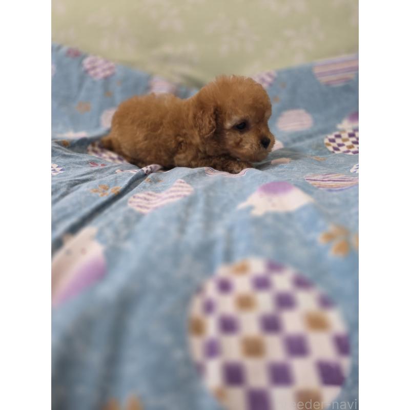 販売中の埼玉県のティーカッププードル-433721の13枚目