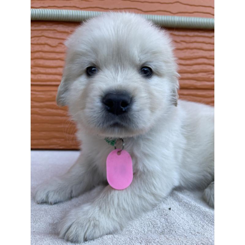 販売中の茨城県のゴールデンレトリーバー-433720の7枚目