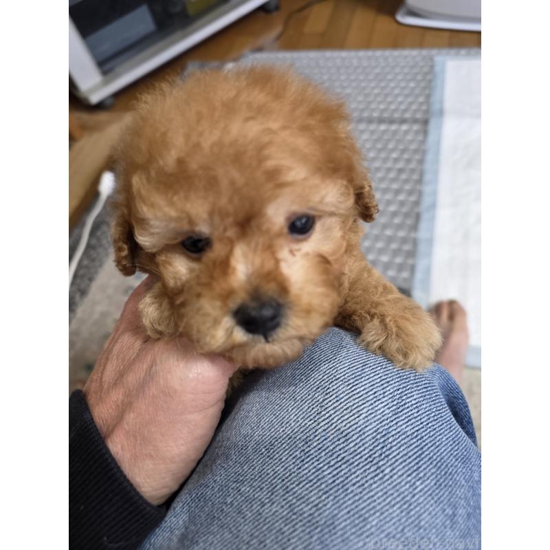 販売中の埼玉県のティーカッププードル-433721の12枚目