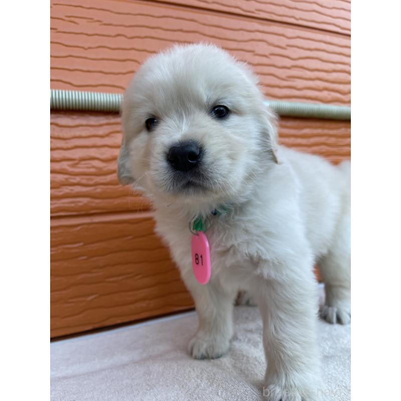 販売中の茨城県のゴールデンレトリーバー-433720の6枚目