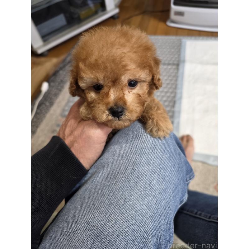 販売中の埼玉県のティーカッププードル-433721の11枚目