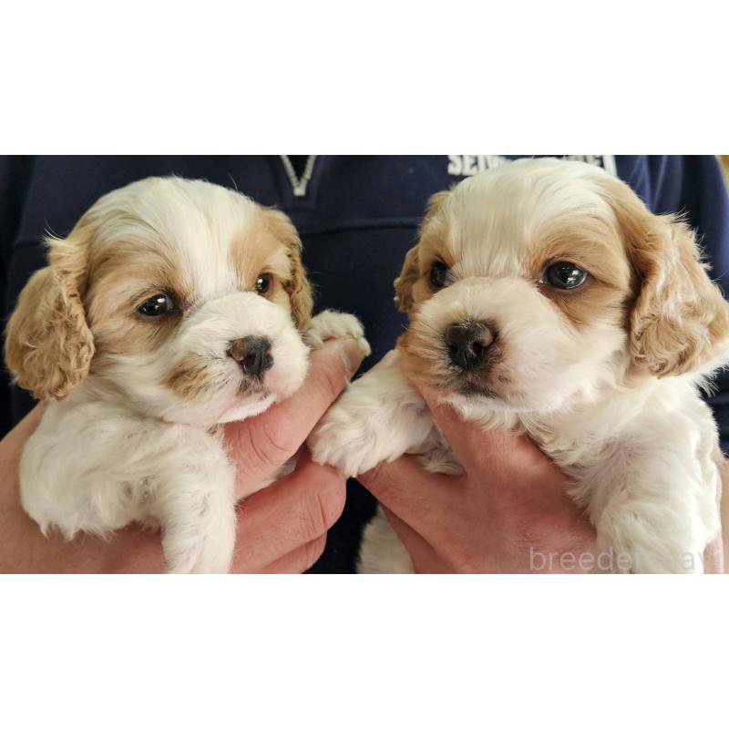 販売中の福島県のキャバマル:キャバリア×マルチーズ-433719の4枚目