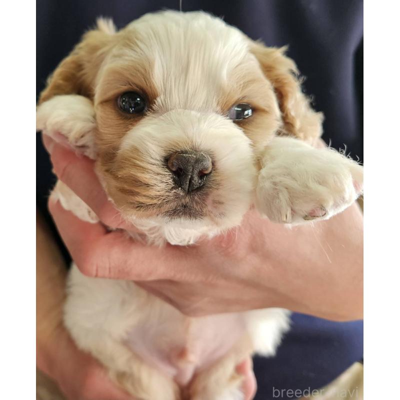 販売中の福島県のキャバマル:キャバリア×マルチーズ-433719の3枚目