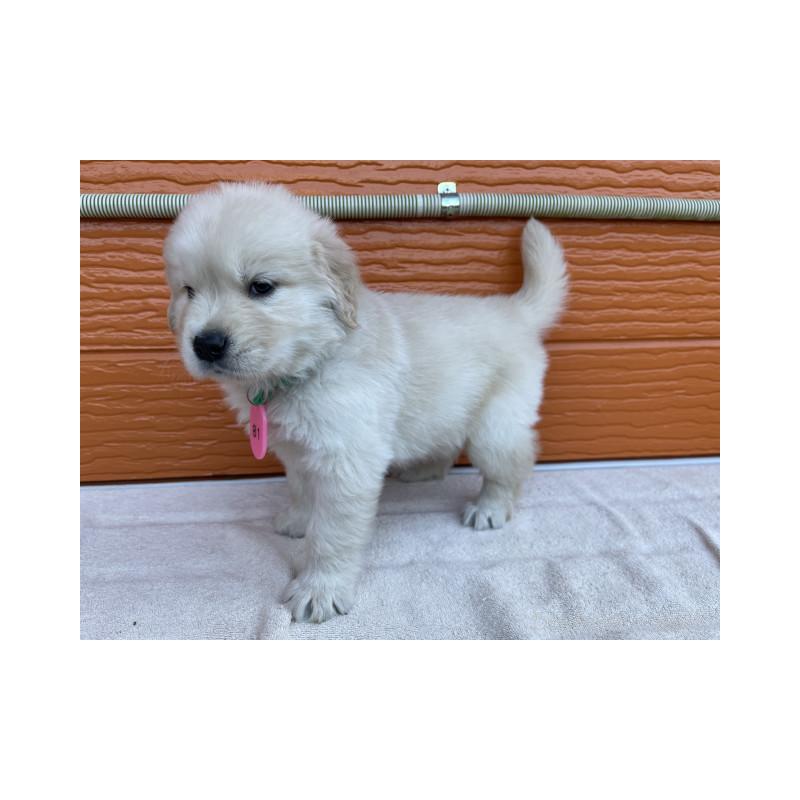 販売中の茨城県のゴールデンレトリーバー-433720の5枚目