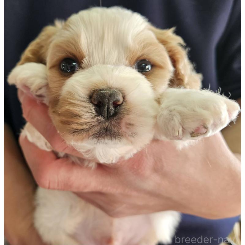 販売中の福島県のキャバマル:キャバリア×マルチーズ-433719の2枚目