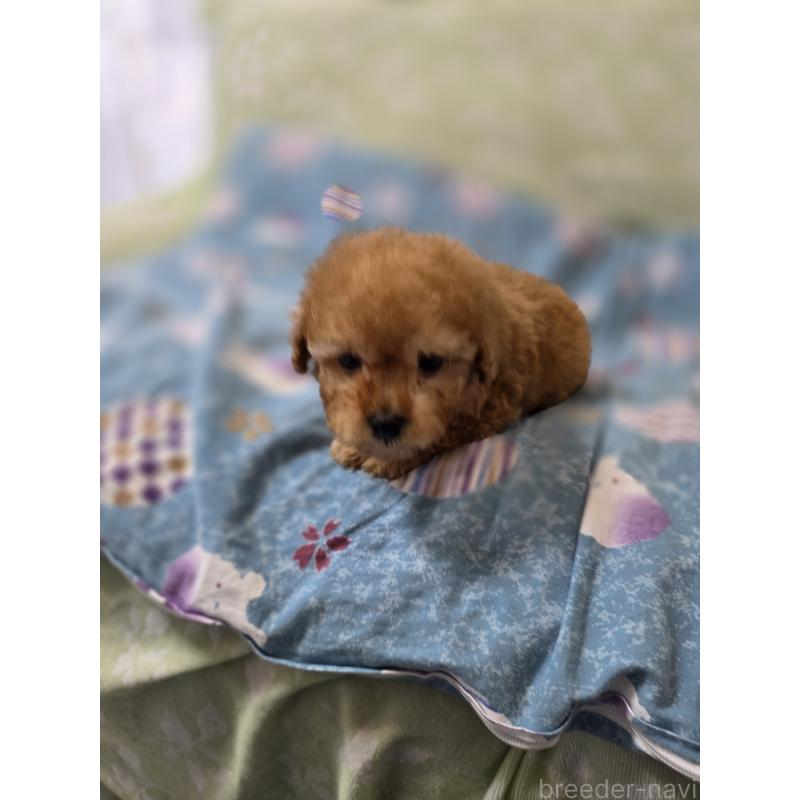 販売中の埼玉県のティーカッププードル-433721の10枚目