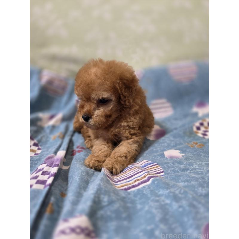 販売中の埼玉県のティーカッププードル-433721の9枚目