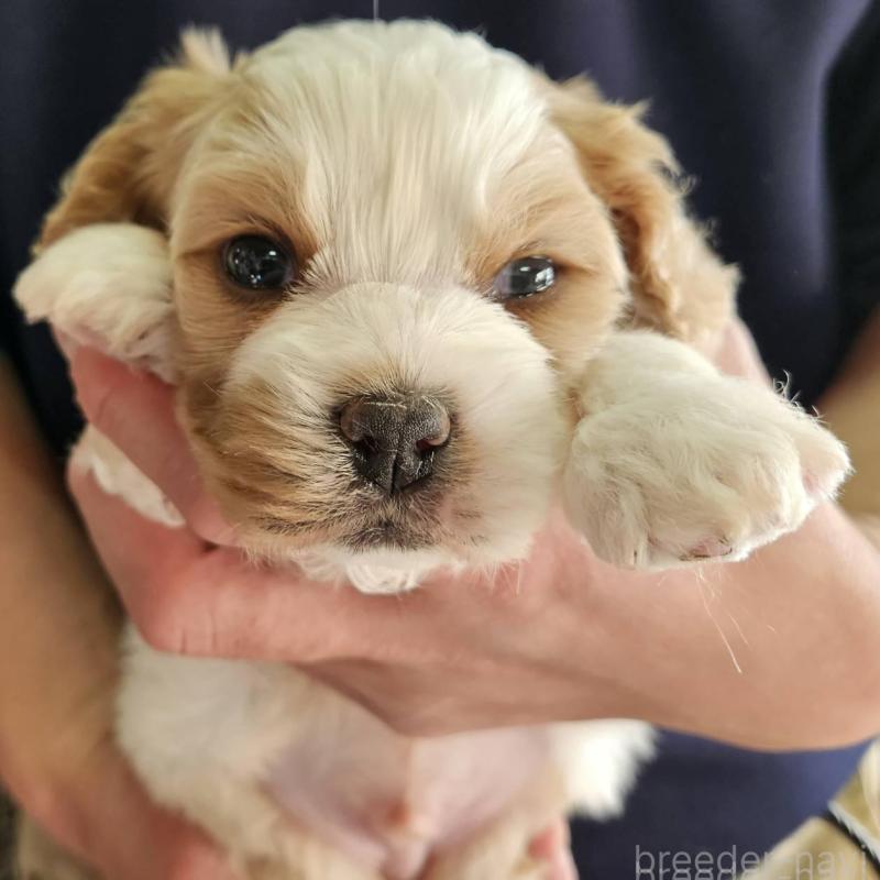 販売中の福島県のキャバマル:キャバリア×マルチーズ-433719