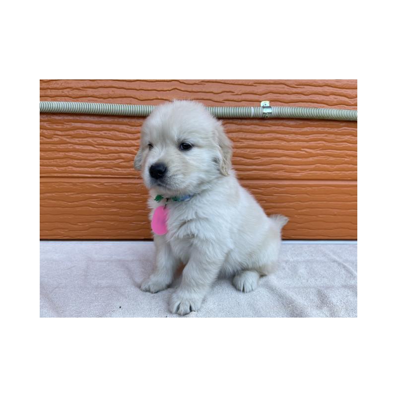 販売中の茨城県のゴールデンレトリーバー-433720の4枚目