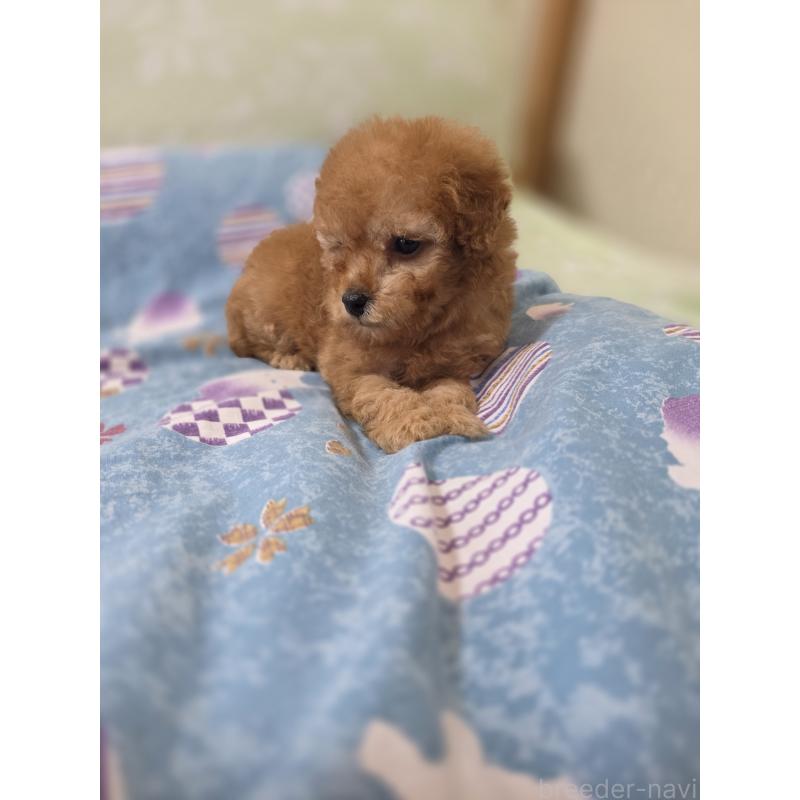 販売中の埼玉県のティーカッププードル-433721の8枚目