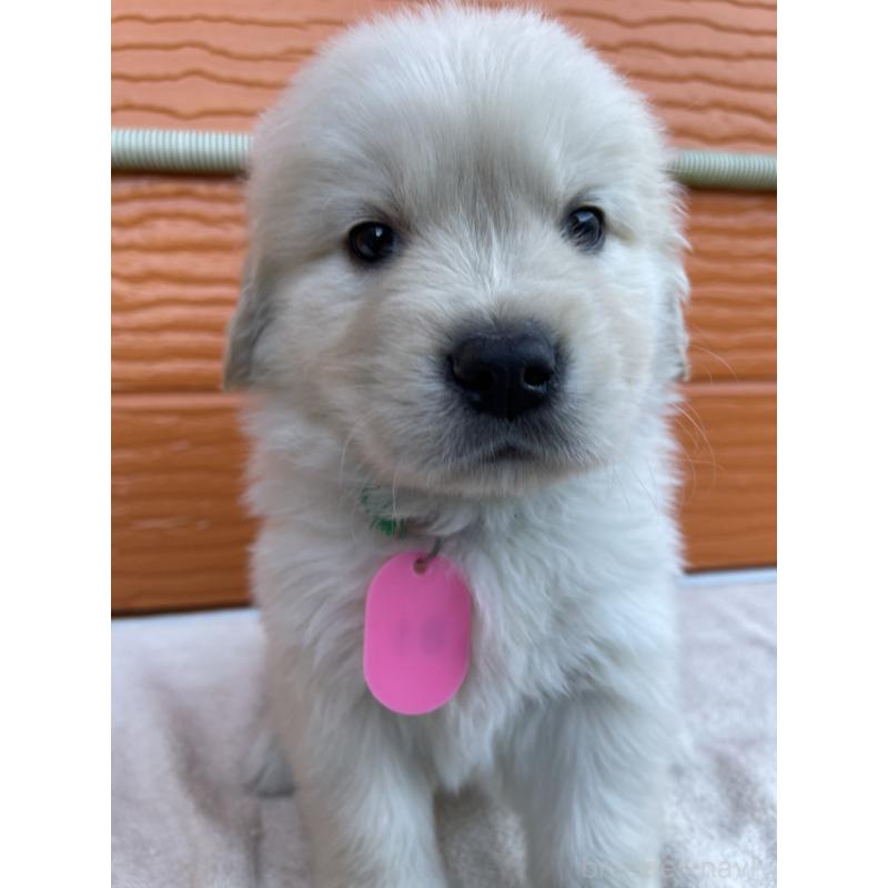 販売中の茨城県のゴールデンレトリーバー-433720の3枚目