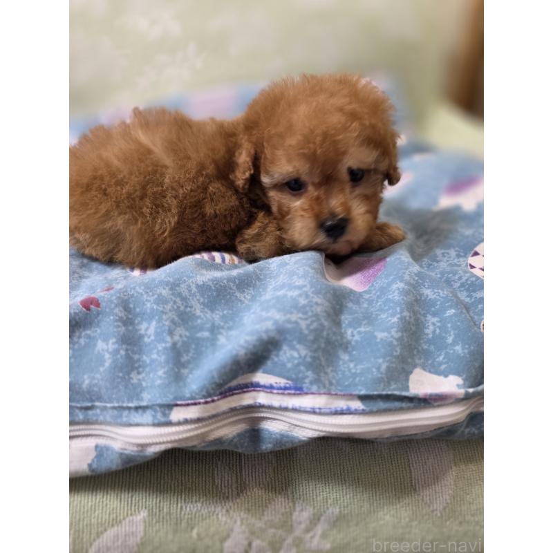 販売中の埼玉県のティーカッププードル-433721の7枚目