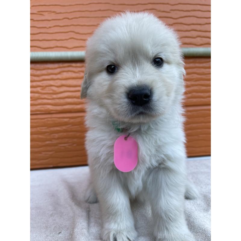 販売中の茨城県のゴールデンレトリーバー-433720の2枚目