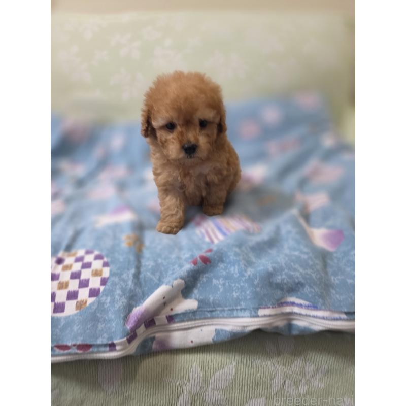 販売中の埼玉県のティーカッププードル-433721の6枚目