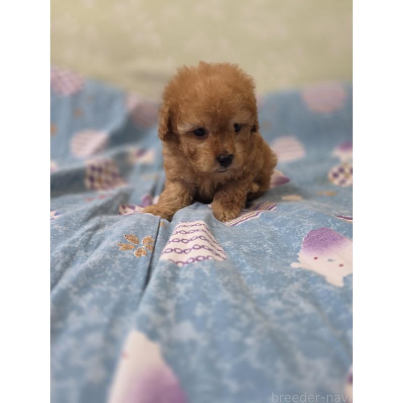 販売中の埼玉県のティーカッププードル-433721の5枚目