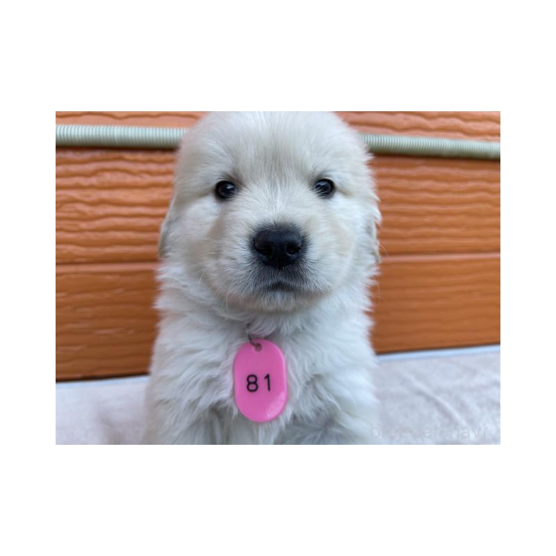 販売中の茨城県のゴールデンレトリーバー-433720