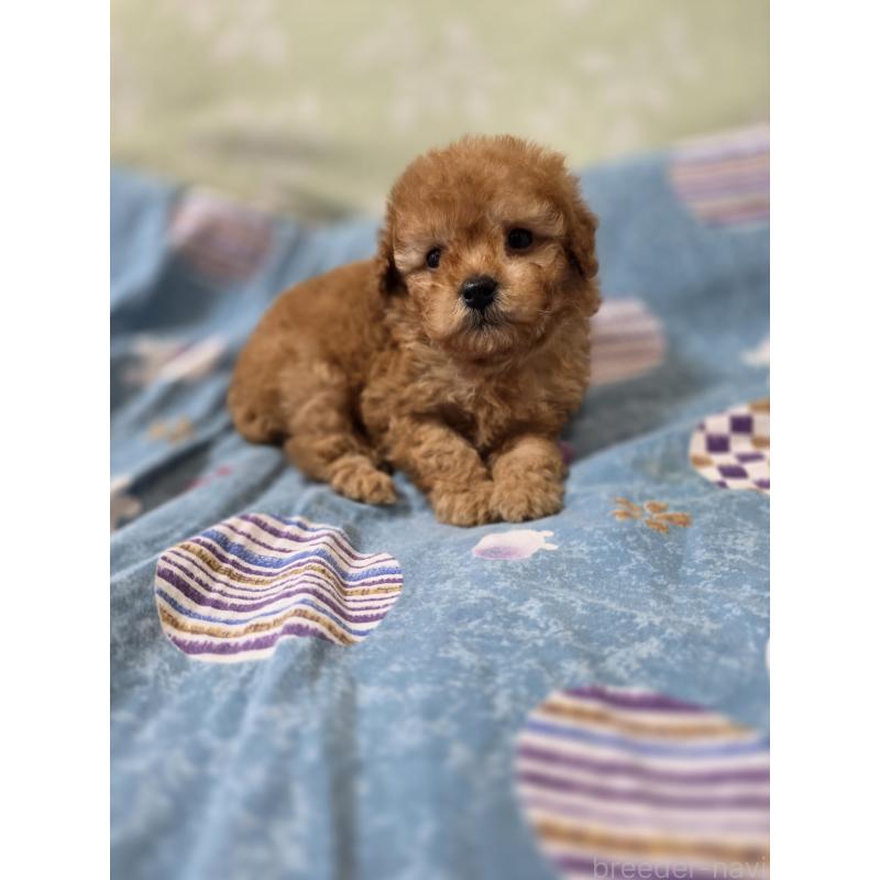 販売中の埼玉県のティーカッププードル-433721の4枚目