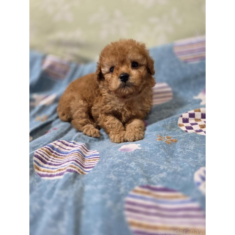 販売中の埼玉県のティーカッププードル-433721の3枚目