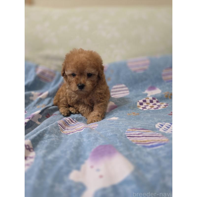 販売中の埼玉県のティーカッププードル-433721の2枚目