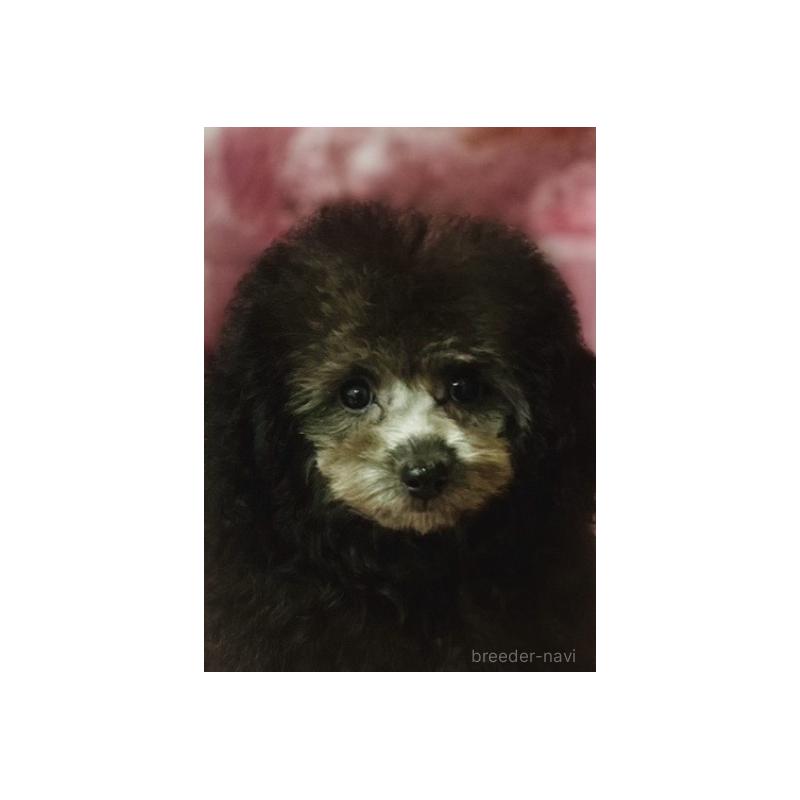 販売中の福岡県のティーカッププードル-433722の5枚目