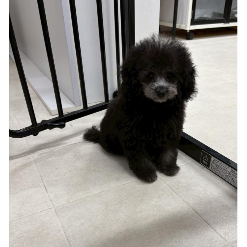 販売中の福岡県のティーカッププードル-433722の4枚目