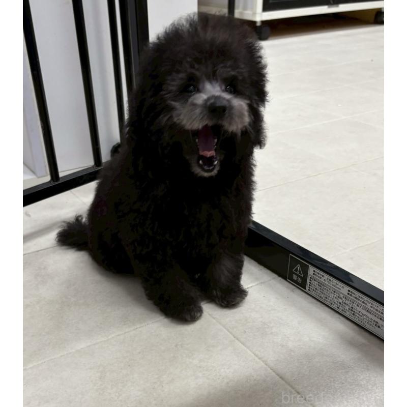 販売中の福岡県のティーカッププードル-433722の3枚目