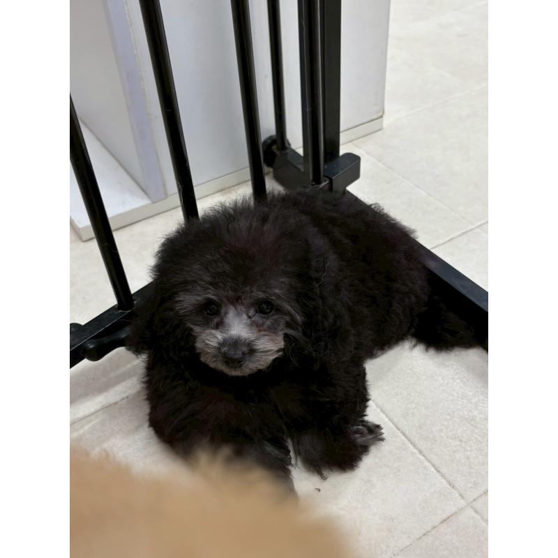 販売中の福岡県のティーカッププードル-433722の2枚目