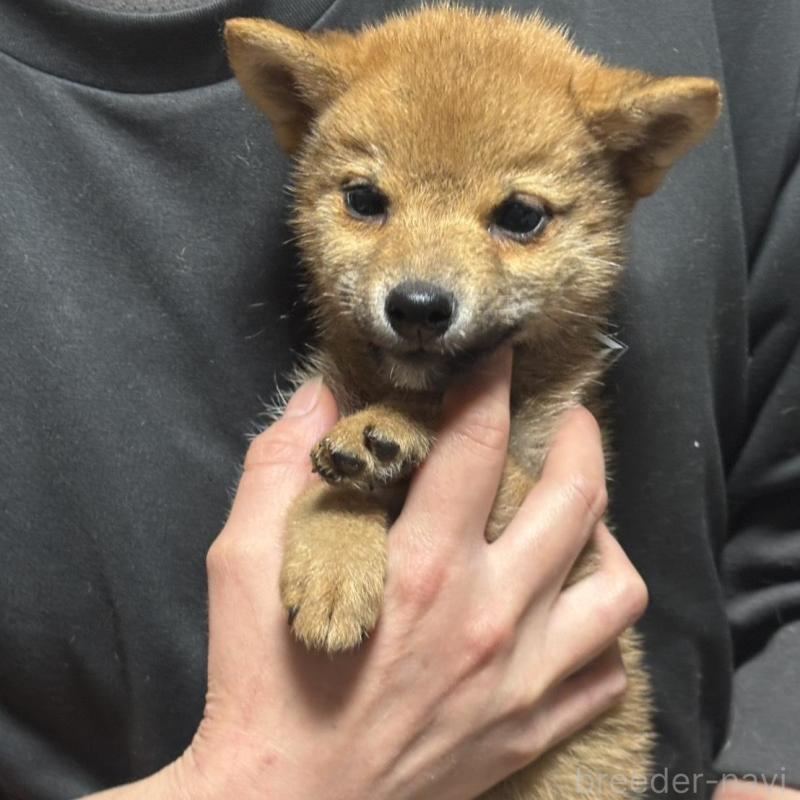 販売中の香川県の柴犬-433723