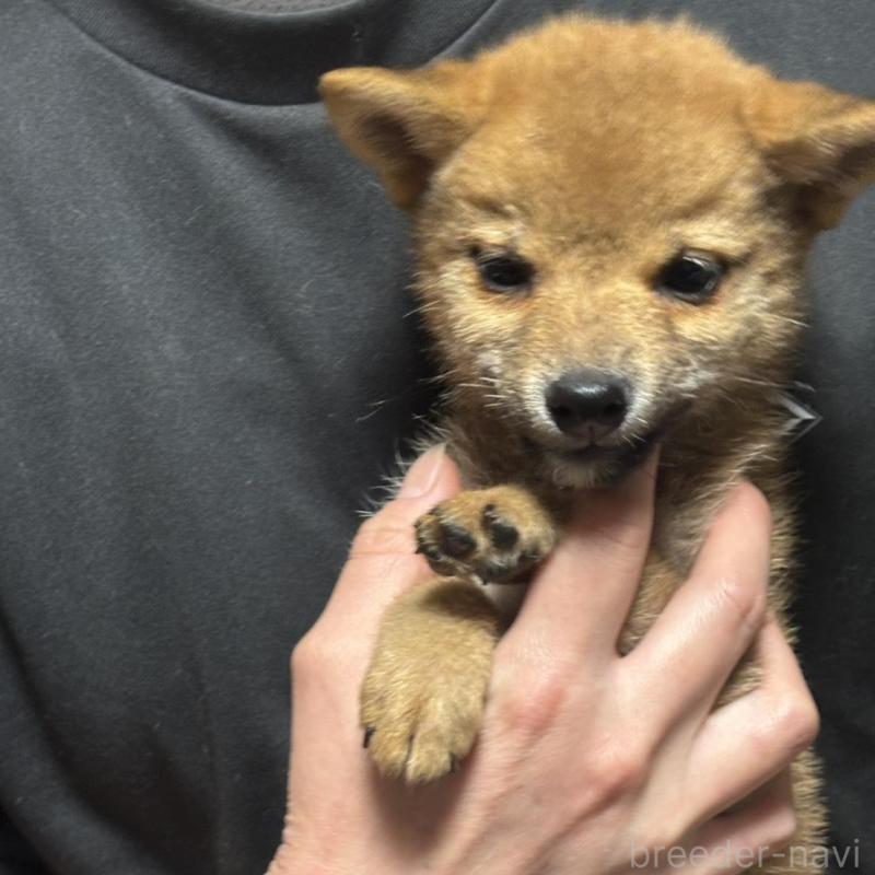 販売中の香川県の柴犬-433723の5枚目