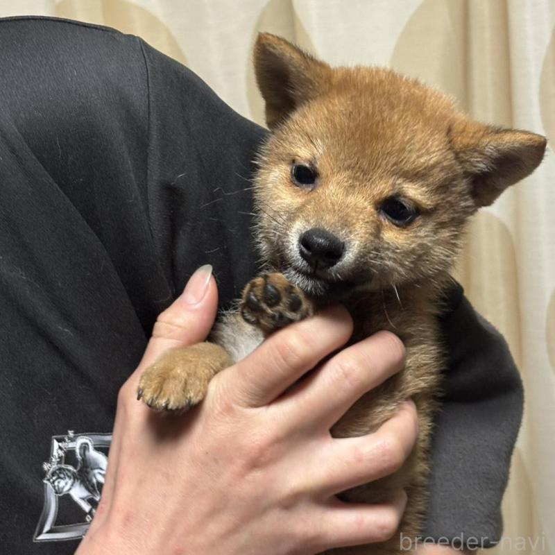 販売中の香川県の柴犬-433723の4枚目